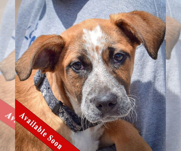 Medium Photo #1 German Shepherd Dog-Red Heeler Mix Puppy For Sale in Huntley, IL, USA