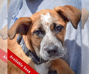 German Shepherd Dog-Red Heeler Mix Dogs for adoption in Huntley, IL, USA