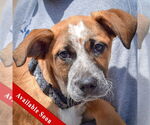 Small German Shepherd Dog-Red Heeler Mix