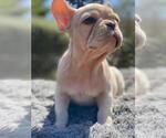 Small Photo #9 French Bulldog Puppy For Sale in BATON ROUGE, LA, USA