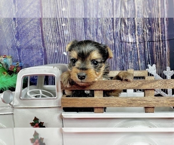 Medium Photo #3 Yorkshire Terrier Puppy For Sale in CASSVILLE, MO, USA
