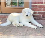 Small #4 Great Pyrenees