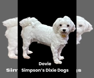 Mother of the Maltese puppies born on 02/01/2026