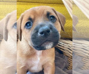 Retriever -Unknown Mix Dogs for adoption in Holly Springs, NC, USA