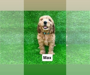 Goldendoodle (Miniature) Puppy for sale in CHULA VISTA, CA, USA