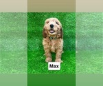 Image preview for Ad Listing. Nickname: Max