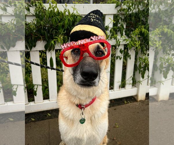 Medium Photo #2 German Shepherd Dog Puppy For Sale in Newport Beach, CA, USA