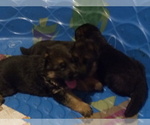 Small Photo #3 German Shepherd Dog Puppy For Sale in FORT MORGAN, CO, USA