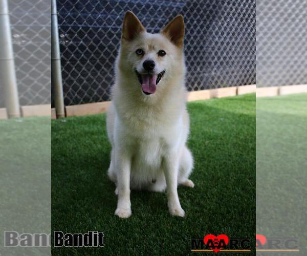 Medium Photo #6 Pomsky Puppy For Sale in Maryville, TN, USA