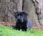 Small Photo #3 Labrador Retriever Puppy For Sale in HYDE PARK, VT, USA