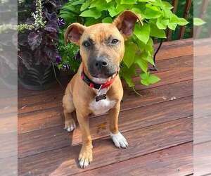 American Staffordshire Terrier-Unknown Mix Dogs for adoption in New Oxford , PA, USA