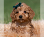 Puppy Pudding F1 Maltipoo (Miniature)