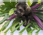 Small Photo #12 Schnauzer (Miniature) Puppy For Sale in FORT PIERCE, FL, USA