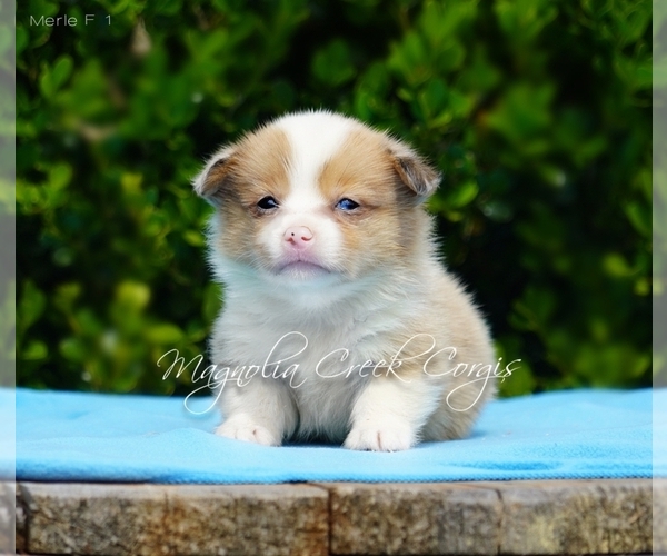 Medium Photo #4 Pembroke Welsh Corgi Puppy For Sale in CRESTVIEW, FL, USA
