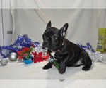 Small Photo #2 French Bulldog Puppy For Sale in ROSEVILLE, IL, USA