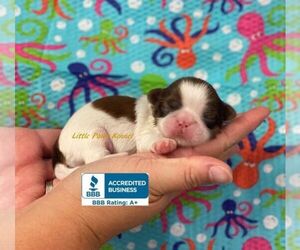 Shih Tzu Puppy for sale in WINNSBORO, LA, USA