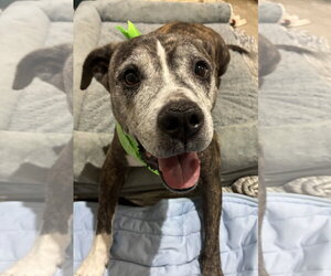 American Pit Bull Terrier Dogs for adoption in Rootstown, OH, USA