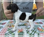 Puppy 6 German Shorthaired Pointer