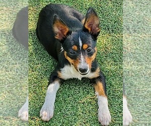 Aussie-Corgi Puppy for sale in BRIGGSDALE, CO, USA
