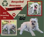 Dory (Recycle) - Female Shih Tzu-Unknown Mix Dog for Adoption - Small photo