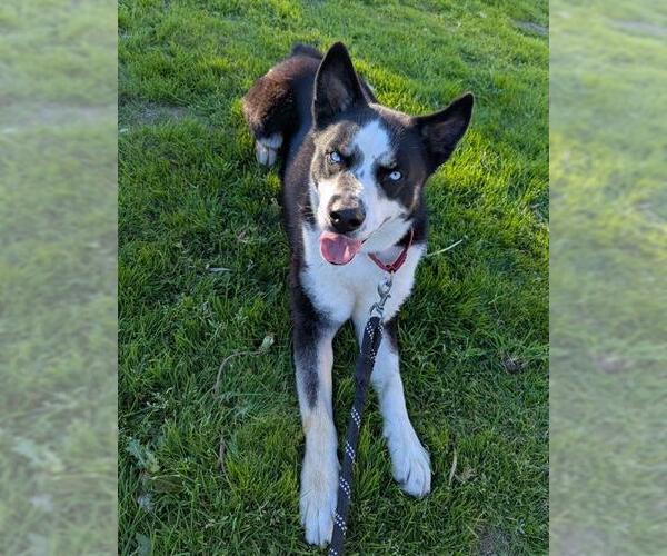 Medium Photo #2 Siberian Husky-Unknown Mix Puppy For Sale in Orange, CA, USA