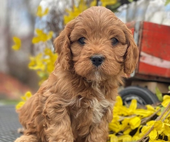 Medium Photo #1 Cavapoo Puppy For Sale in MADISON, IN, USA