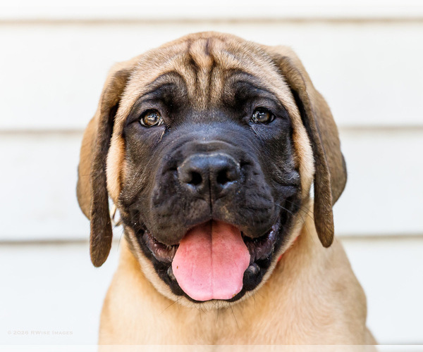 Medium Photo #58 Mastiff Puppy For Sale in WAKARUSA, IN, USA