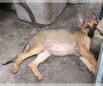 Small Photo #7 German Shepherd Dog Puppy For Sale in ORLANDO, FL, USA