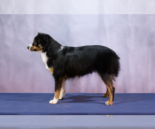 Medium Photo #1 Miniature American Shepherd Puppy For Sale in CANTON, TX, USA