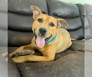 Mutt Dogs for adoption in columbia, SC, USA