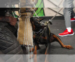 Small Photo #53 Doberman Pinscher Puppy For Sale in FORT LAUDERDALE, FL, USA