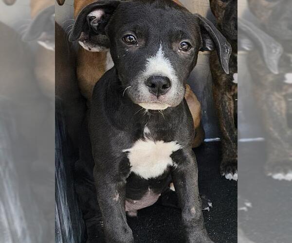 Medium Photo #1 American Staffordshire Terrier-Unknown Mix Puppy For Sale in San Antonio, TX, USA
