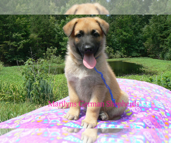 Medium Photo #2 German Shepherd Dog Puppy For Sale in PIEDMONT, MO, USA