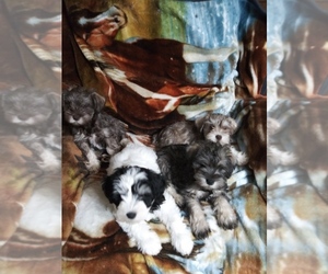 Schnauzer (Miniature) Puppy for sale in TALLAPOOSA, GA, USA