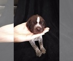 Small Photo #9 German Shorthaired Pointer Puppy For Sale in SAINT GEORGE, SC, USA