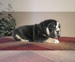Small Photo #3 English Bulldog Puppy For Sale in DURANGO, CO, USA