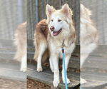 Small #1 German Shepherd Dog-Siberian Husky Mix