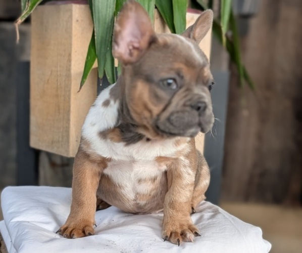 Medium Photo #19 French Bulldog Puppy For Sale in GOSHEN, IN, USA