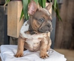Small Photo #19 French Bulldog Puppy For Sale in GOSHEN, IN, USA