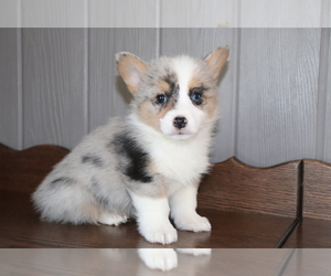 Pembroke Welsh Corgi Puppy for sale in SHILOH, OH, USA