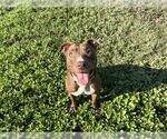 Small #1 American Pit Bull Terrier