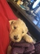 Small Photo #13 Goldendoodle Puppy For Sale in VACAVILLE, CA, USA