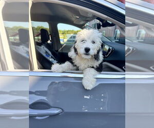 Bernedoodle Dogs for adoption in Studio City, CA, USA