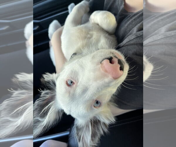 Medium Photo #3 Border Collie-Unknown Mix Puppy For Sale in The Woodlands, TX, USA