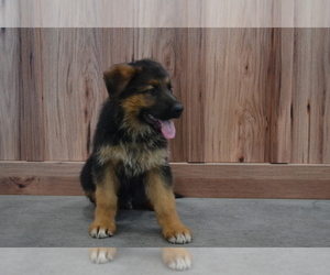 Medium German Shepherd Dog