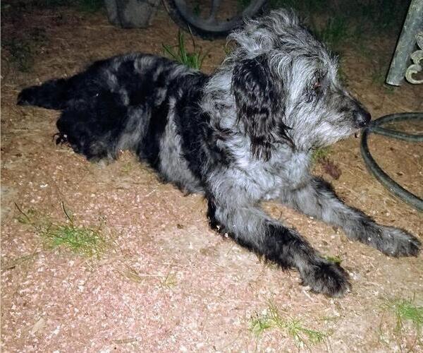 Medium Photo #1 Aussiedoodle-Poodle (Standard) Mix Puppy For Sale in ANDERSON, AL, USA