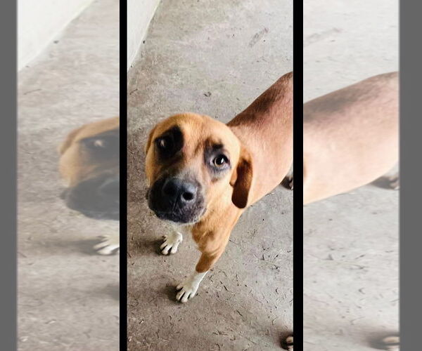 Medium Photo #1 Australian Shepherd-Black Mouth Cur Mix Puppy For Sale in New Orleans, LA, USA