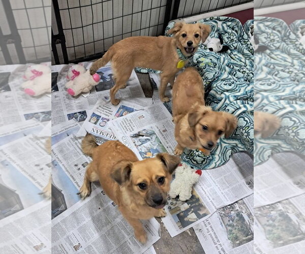 Medium Photo #2 Dachshund-Tibetan Spaniel Mix Puppy For Sale in Mukwonago, WI, USA