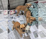 Small #1 Dachshund-Tibetan Spaniel Mix