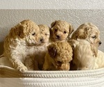 Small Photo #1 Maltipoo Puppy For Sale in PORTERVILLE, CA, USA